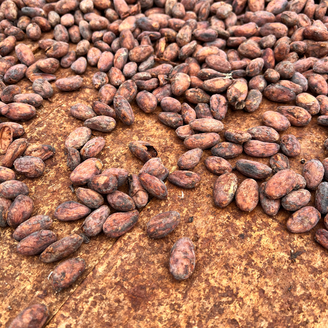 El cacao ecuatoriano: la ancestralidad se fermenta