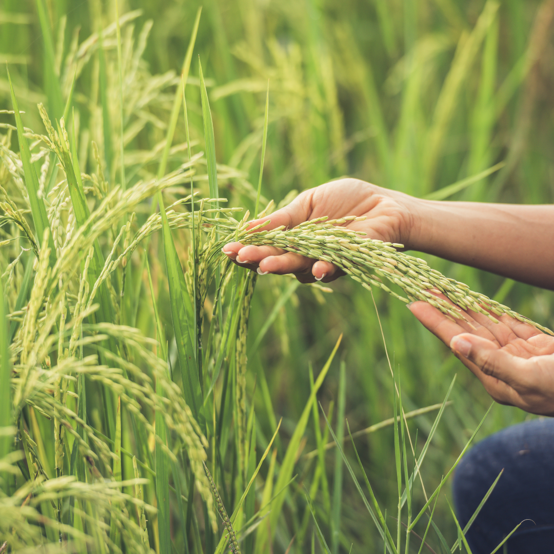 Arroz modificado genéticamente en Ecuador. Lo que debes saber si te importa lo que comes